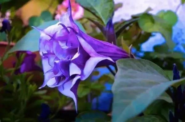 世界上100種奇花，你見過的有哪些
