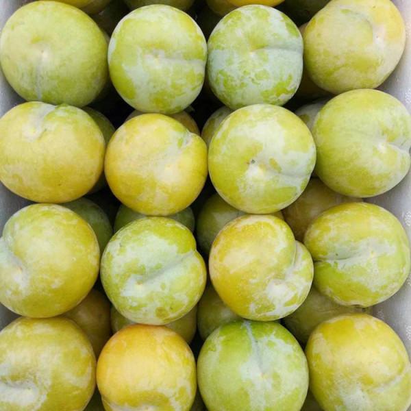 冰糖李樹的種植方法,四川冰糖李苗批發基地,冰糖李有什麼特點? 冰糖李樹的種植方法,四川冰糖李苗批發基地,冰糖李有什麼特點?