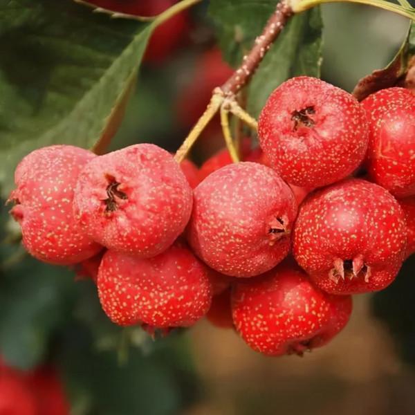 冬天吃什麼蔬菜、水果比較好?要想冬季養生,不妨來看看 冬天吃什麼蔬菜、水果比較好?要想冬季養生,不妨來看看