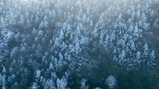 超想嘗一口明月山雲海，棉花糖味兒的！
