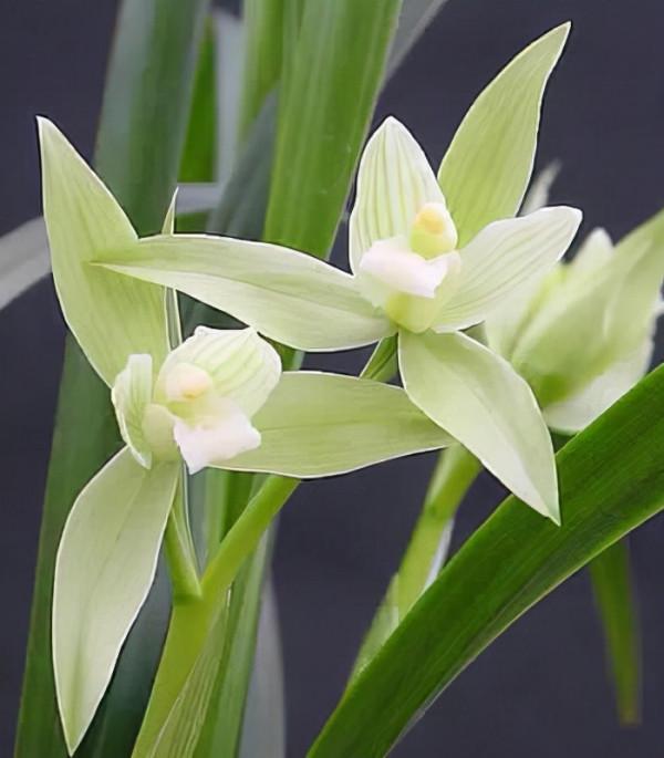 “18種”勤花勤苗的蘭花，價格不貴好養活，香味濃郁開品漂亮