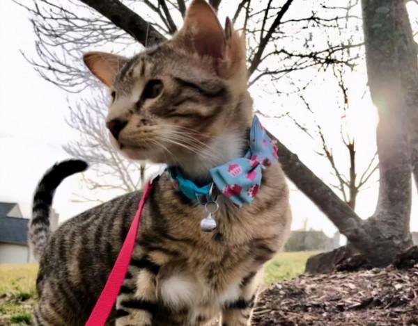 小貓咪天生4只耳朵被嫌棄,當有人領養後,變成了一個小天使 小貓咪天生4只耳朵被嫌棄,當有人領養後,變成了一個小天使