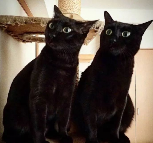 黑貓招邪還是辟邪?來看看世界各地關於黑貓的說法能有多離譜 黑貓招邪還是辟邪?來看看世界各地關於黑貓的說法能有多離譜