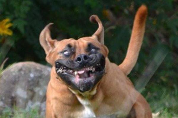 完美定時的寵物照片會讓你的一天變得更美好 完美定時的寵物照片會讓你的一天變得更美好