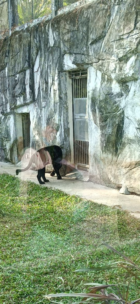 廣州動物園獅子老虎大象長頸鹿完美集合 廣州動物園獅子老虎大象長頸鹿完美集合