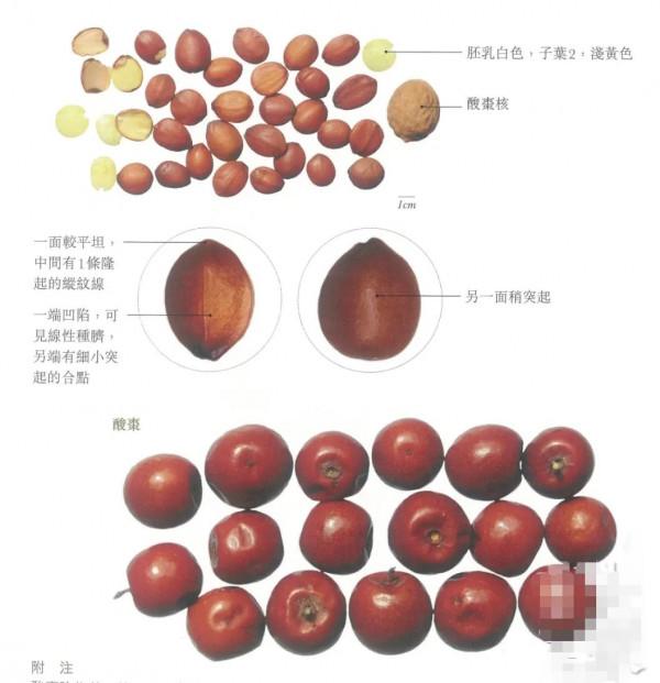 中藥古今研究：酸棗仁