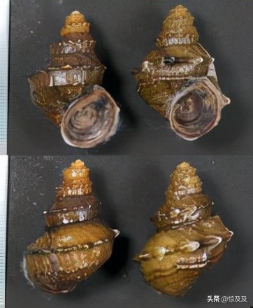 海螺也有國家保護?這幾種稀奇漂亮的海螺不能亂撿亂吃 海螺也有國家保護?這幾種稀奇漂亮的海螺不能亂撿亂吃