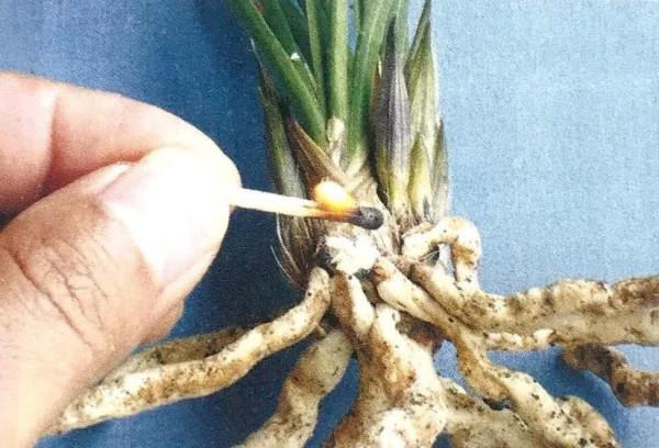 秋季蘭花分苗需要注意哪些問題,這幾方面新手們不容忽視 秋季蘭花分苗需要注意哪些問題,這幾方面新手們不容忽視