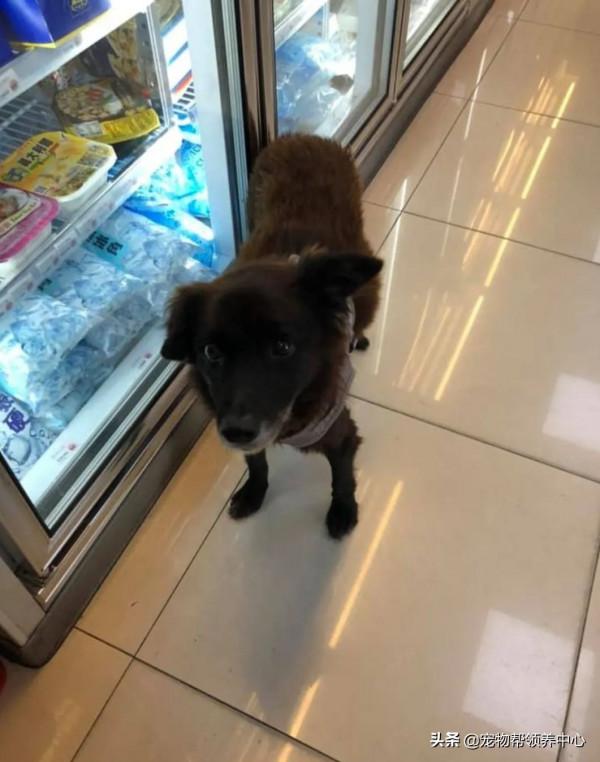 流浪狗躲雨後不願離開，為留下竟做出這些舉動，懂事得讓人心疼