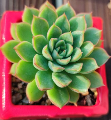 被雨露滋養的多肉