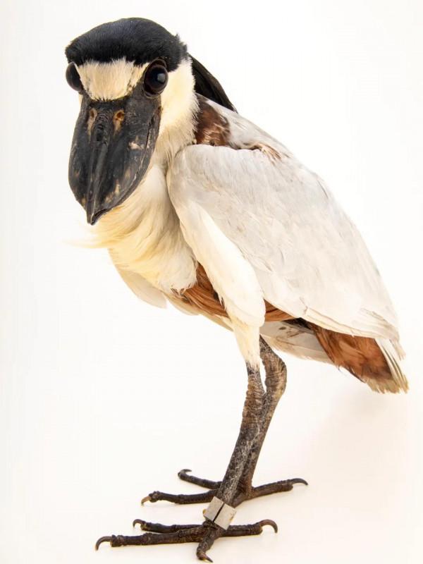 鯨頭鸛不同父異母的親兄弟