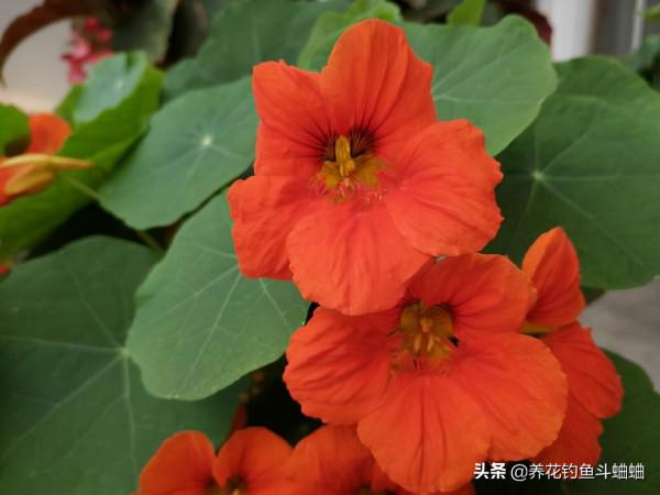 養花怕麻煩,可以選擇旱金蓮,遇水瘋長,無病害還勤花 養花怕麻煩,可以選擇旱金蓮,遇水瘋長,無病害還勤花