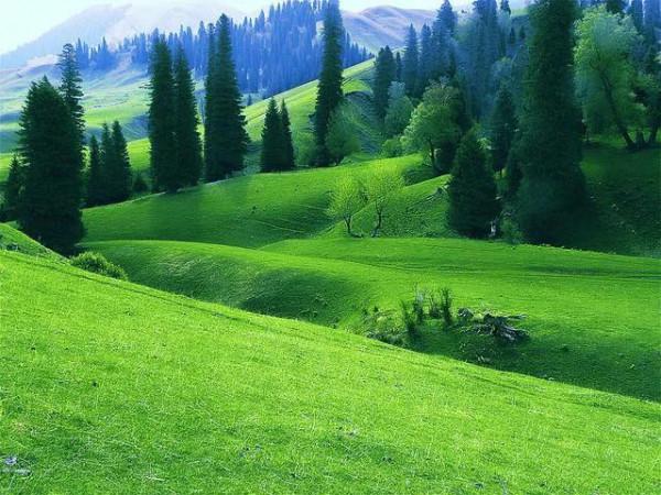 分享圖片——新疆那拉提草原