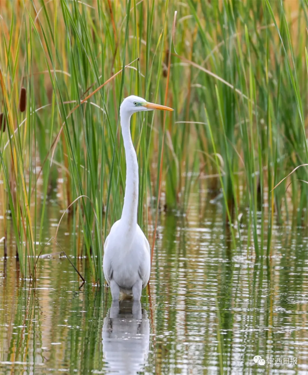 無須遠行！定西湖，人間秋色