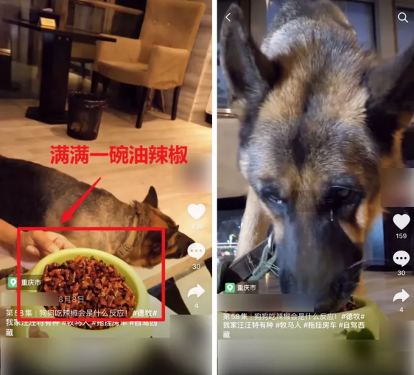 把貓咪喂胖,然後遺棄,這些人是在變相虐待寵物嗎? 把貓咪喂胖,然後遺棄,這些人是在變相虐待寵物嗎?