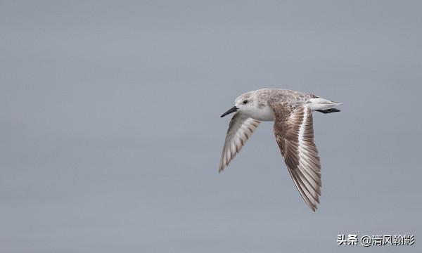 觀鳥小知識：世界上分佈最廣的鳥