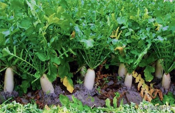 小雪過後，抓緊種植這三種蔬菜，效益好產量高，附上高產管理技巧