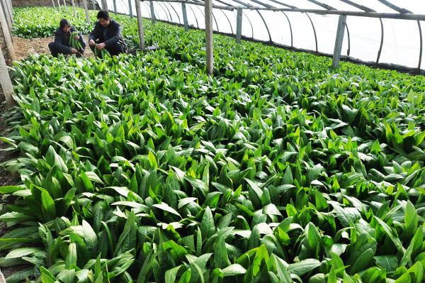 小蘇打兌水澆灌大棚蔬菜有什麼用?兌水比例多少合適?值得一看 小蘇打兌水澆灌大棚蔬菜有什麼用?兌水比例多少合適?值得一看