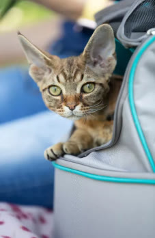 愛貓行動之出行篇