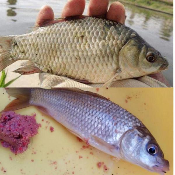 冬釣鯽魚如何搭配線組你知道嗎? 冬釣鯽魚如何搭配線組你知道嗎?