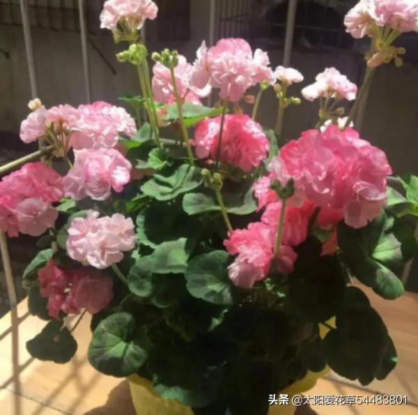 適合秋冬養的5種花,只要有光照,開花賊漂亮 適合秋冬養的5種花,只要有光照,開花賊漂亮