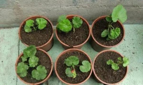 扦插5種花，不用等到春天，現在扦插也容易成活