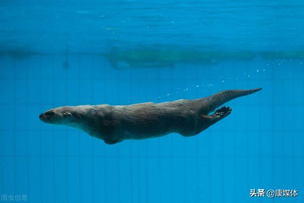 農村老人經常說的“水猴子”是什麼物種?為何不讓孩子靠近水邊? 農村老人經常說的“水猴子”是什麼物種?為何不讓孩子靠近水邊?