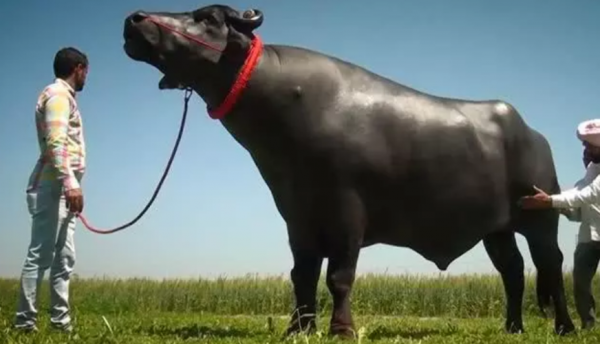 盤點八種昂貴的&OpenCurlyDoubleQuote;黑色神獸&rdquo;，黑雞也能價值一套房？黑虎僅剩6只