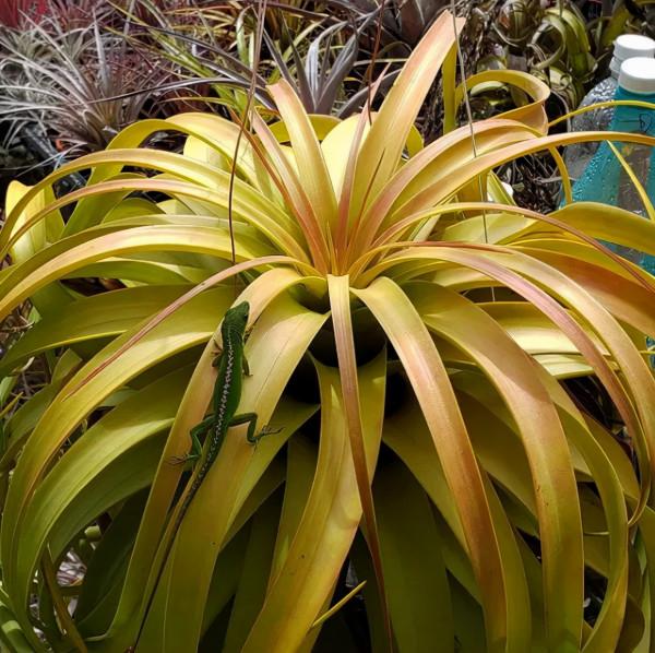 空氣鳳梨欣賞 | 一篇圖文讓你愛上柔婷和羅蘭