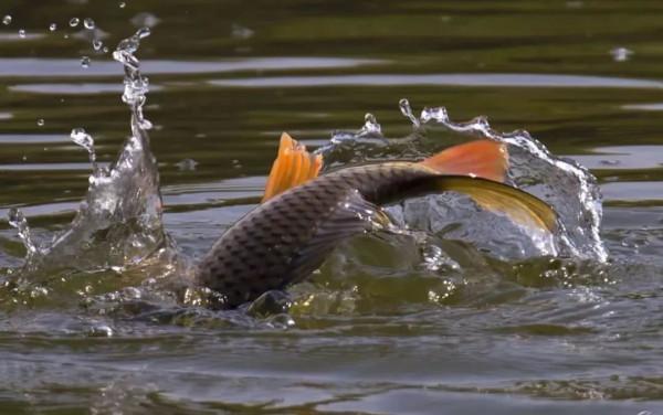 為何說野釣鯉一定要找坎，看完這幾點就明白了