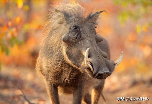 紫禁城近萬個房間，鼎盛時期住著數千人，為什麼沒有一個廁所？
