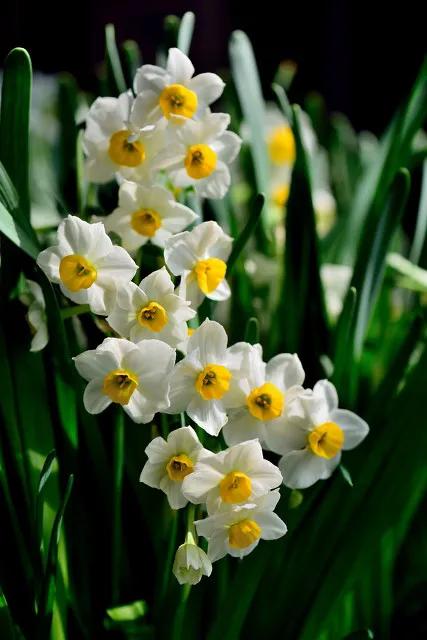 凌波仙子——水仙花