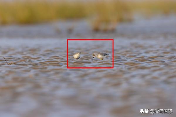 自帶“飯勺”的極危物種 勺嘴鷸