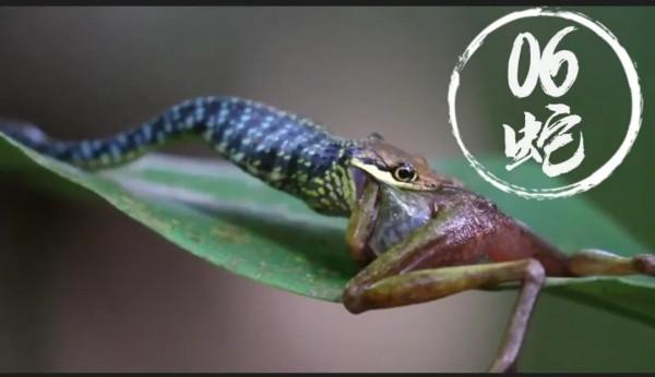 十二生肖輕鬆打油版,精彩多多,趣味多多,歡迎收藏,歡迎轉發 十二生肖輕鬆打油版,精彩多多,趣味多多,歡迎收藏,歡迎轉發