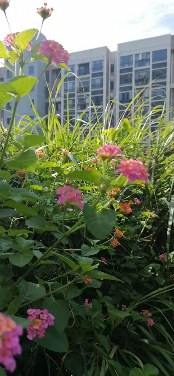 雲彩下的山城系列（四）