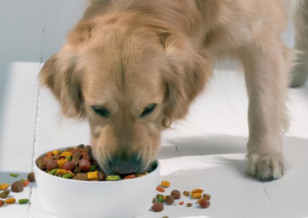 揭秘！金毛犬最珍惜的東西，你有碰過嗎？