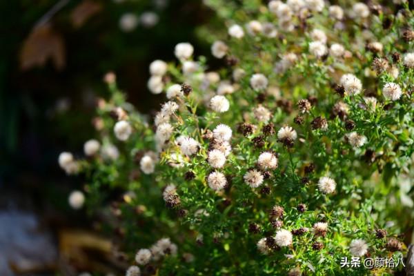 扶不起的荷蘭菊,還是趴著好了|園丁 扶不起的荷蘭菊,還是趴著好了|園丁