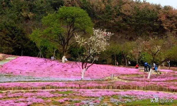 那些比草坪還美的鋪地植物