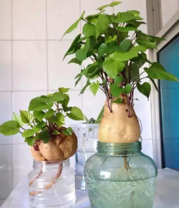 陽臺窗臺種這8種花，可涼拌可清炒還可泡茶，以花養人心情美麗