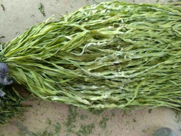 苔幹為何被稱為貢菜？它是什麼製作而成的？為何不大力推廣種植