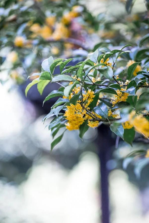 中文，最不缺的就是浪漫