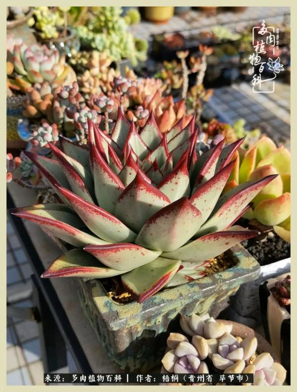 世間瞬息萬變，我們的友誼不變，閨蜜相聚，賞肉言歡