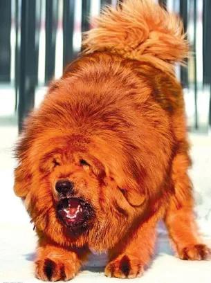 藏獒 威武 兇猛 忠誠