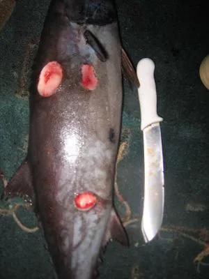 它們有個綽號——恐怖咬鯨怪