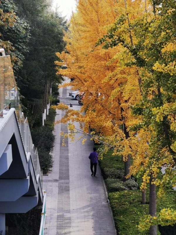 秋之美~北海路篇,金黃的銀杏樹來一組,我們先睹為快 秋之美~北海路篇,金黃的銀杏樹來一組,我們先睹為快