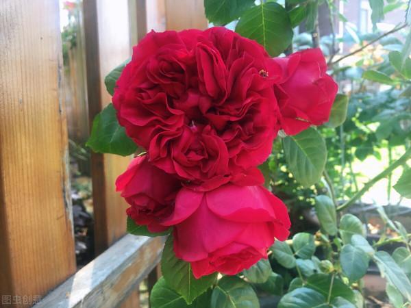 分享我養過的18種藤本月季,優缺點一目瞭然,比網上宣傳靠譜多了 分享我養過的18種藤本月季,優缺點一目瞭然,比網上宣傳靠譜多了