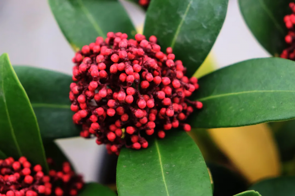 紅火過年，寓意吉祥，春節年宵花選購指南第1期，附養護攻略