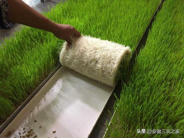 水培牧草的轉化率是95%,飼餵牛羊有哪些好處?很多人還不知道呢 水培牧草的轉化率是95%,飼餵牛羊有哪些好處?很多人還不知道呢