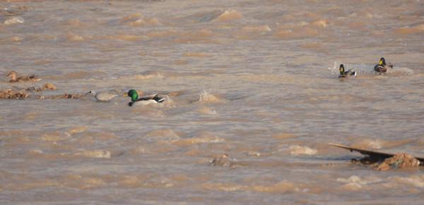 #我與鳥的故事# 䴉嘴鷸