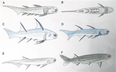 背棘魚國際地層對比的重要材料
